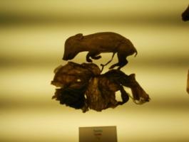 DBH1 EUREKA ZIENTZIA MUSEOAN