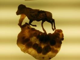 DBH1 EUREKA ZIENTZIA MUSEOAN